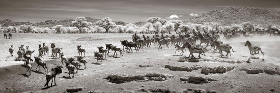 "Zebras and Wildebeest Running" by Dave Burns. 