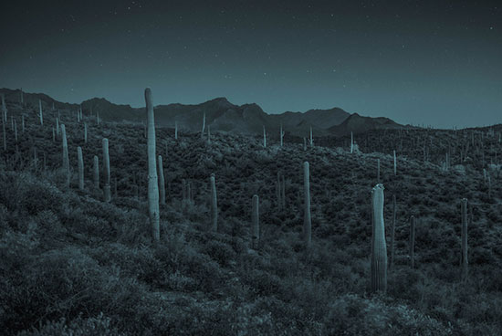 "Cactus Desert" by James Croak, 2013. Cyanotype print. 