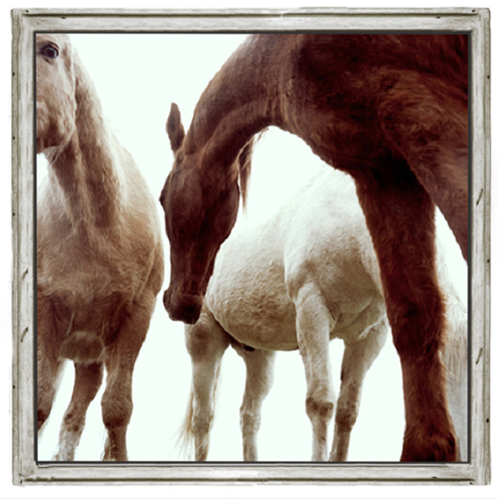 “Horse L Maisonette” by Phillip Graybill. 