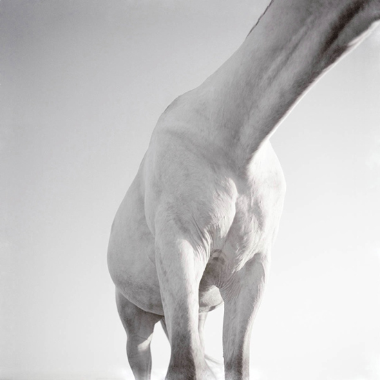 "White Horse ll" by Phillip Graybill. 