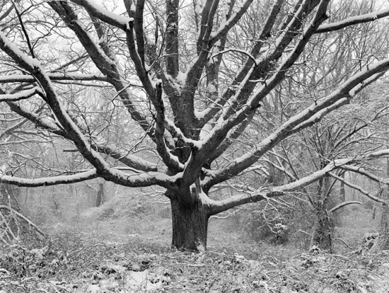 "Family Tree in Winter" by Daniel Jones. Archival pigment print, 26 x 34 inches. Edition of 20. 