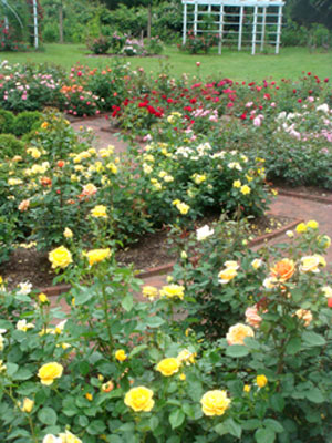 Roses at Bridge Gardens. 