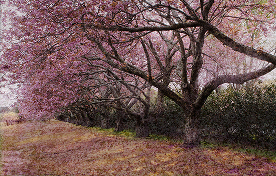 "Cherry Trees Further Lane" by Ann Brandeis. Photograph.