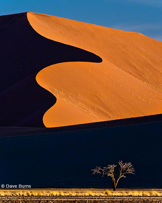 "Dune and Tree at Sunset" by Dave Burns.