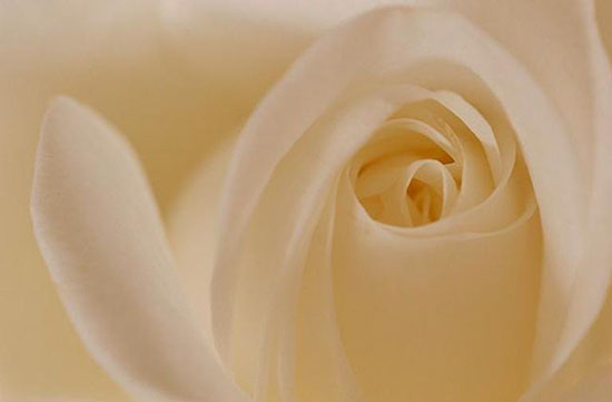 "White Rose" from "Flowers" by Barbara Macklowe.