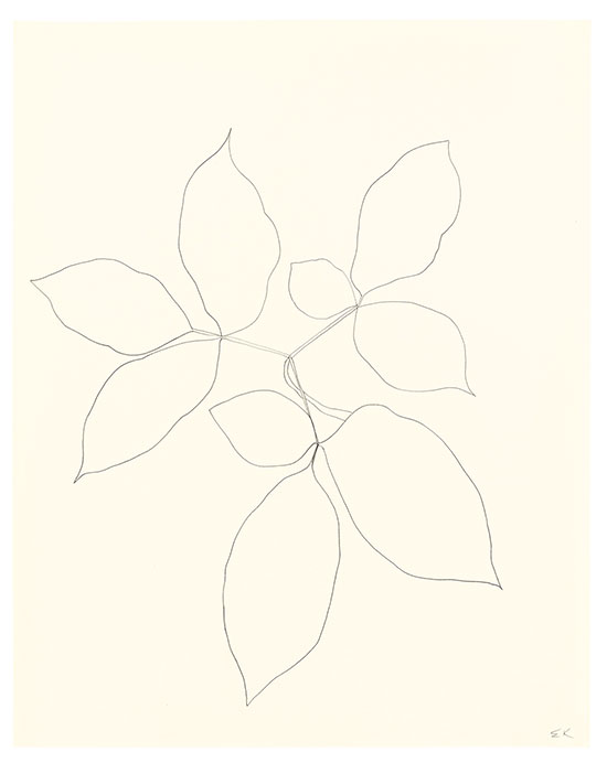 "Branch of Leaves" by Ellsworth Kelly, 1970. Graphite on paper, 29 x 23 inches. and Conditions. © Ellsworth Kelly, Courtesy Matthew Marks Gallery .