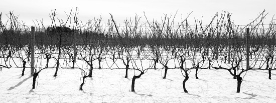 "Winter Wine IV" by Jim Sabiston. Photograph. Courtesy of the artist.
