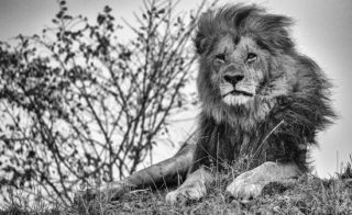 "Lion" by Denis Ostrovskiy. Photograph. Courtesy of the artist and fotofoto gallery.