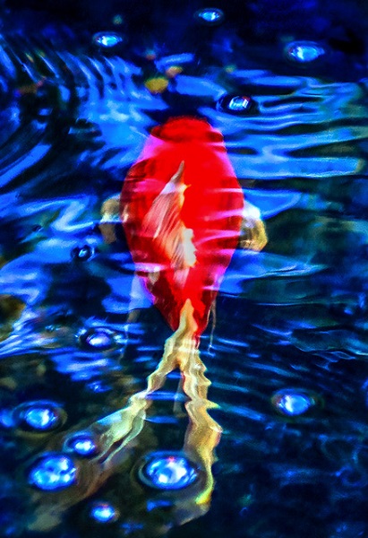 "Koi #5" by Robert Moore. Encaustic infused print on Gampi paper, 20 x 26 inches. Courtesy Full Moon Arts Center.