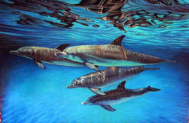 "Dolphins, No 1” by Anthony D’Avino.